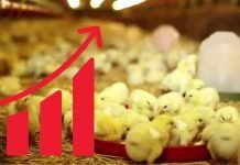 Focus on research and development for better profitability in Poultry sector