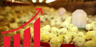 Focus on research and development for better profitability in Poultry sector