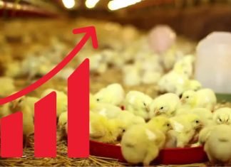 Focus on research and development for better profitability in Poultry sector