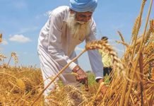 Food and feed commodity exports opportunities for India