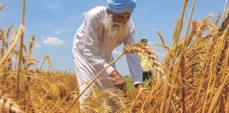 Food and feed commodity exports opportunities for India