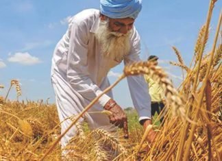 Food and feed commodity exports opportunities for India