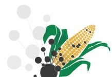 Mycotoxin survey 2021: DSM