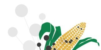 Mycotoxin survey 2021: DSM