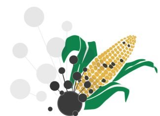 Mycotoxin survey 2021: DSM