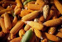 China remained top destination for Corn, Sorghum and Soybean