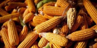 China remained top destination for Corn, Sorghum and Soybean