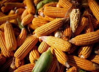 China remained top destination for Corn, Sorghum and Soybean