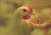 Research to find out the impact of fermented rice bran on broilers