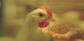 Research to find out the impact of fermented rice bran on broilers