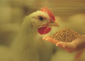 Research to find out the impact of fermented rice bran on broilers
