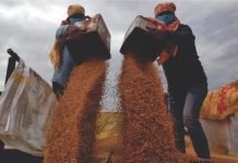 Russia-Ukraine war impact on Indian wheat