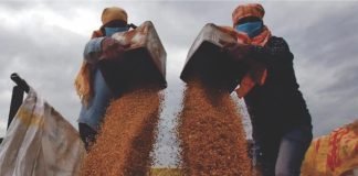 Russia-Ukraine war impact on Indian wheat