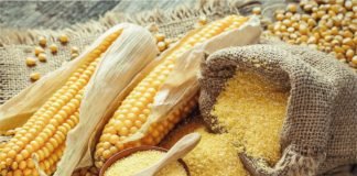 Poultry industry seeks subsidy on maize, rice to minimise input cost