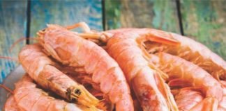 India benefitted by increase in US shrimp import