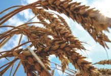 Russia-Ukraine crisis risking global wheat & corn supplies