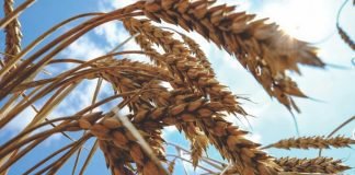 Russia-Ukraine crisis risking global wheat & corn supplies