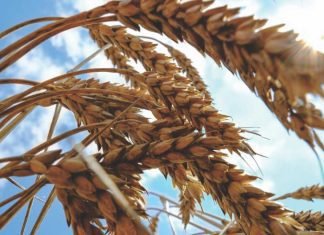 Russia-Ukraine crisis risking global wheat & corn supplies