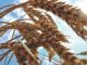Russia-Ukraine crisis risking global wheat & corn supplies