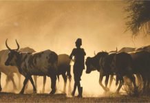 Budget highlights for livestock sector