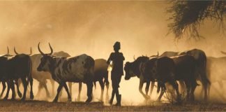 Budget highlights for livestock sector