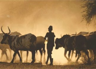 Budget highlights for livestock sector