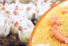 Feed raw material prices hiked by 123 per cent – FIAB