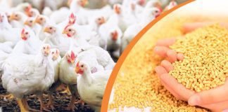 Feed raw material prices hiked by 123 per cent – FIAB