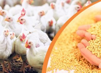 Feed raw material prices hiked by 123 per cent – FIAB