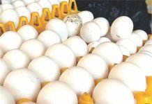 International Egg Commission unleashes new 10-year initiative to double egg consumption globally