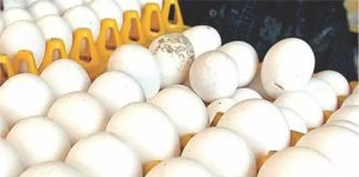 International Egg Commission unleashes new 10-year initiative to double egg consumption globally