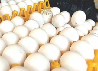 International Egg Commission unleashes new 10-year initiative to double egg consumption globally
