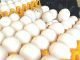 International Egg Commission unleashes new 10-year initiative to double egg consumption globally