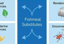 Finding fishmeal substitutes for aquaculture feed becoming a priority in Japan