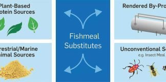 Finding fishmeal substitutes for aquaculture feed becoming a priority in Japan