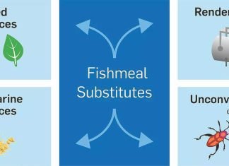 Finding fishmeal substitutes for aquaculture feed becoming a priority in Japan