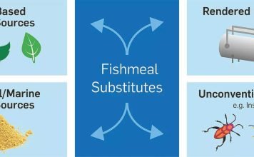 Finding fishmeal substitutes for aquaculture feed becoming a priority in Japan