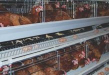 Cooperative model – Way forward for sustainable layer farming