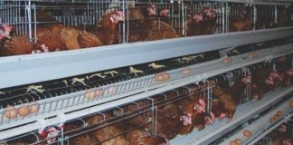 Cooperative model – Way forward for sustainable layer farming