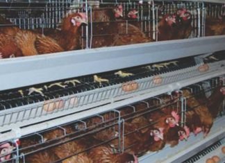 Cooperative model – Way forward for sustainable layer farming
