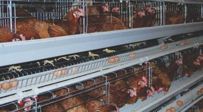 Cooperative model – Way forward for sustainable layer farming