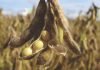 Falling soybean demand from China impact on global trade
