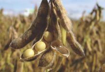 Falling soybean demand from China impact on global trade