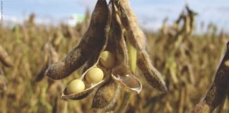 Falling soybean demand from China impact on global trade