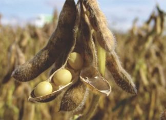 Falling soybean demand from China impact on global trade