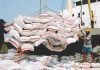Higher maize prices result in increased export demand of Indian broken rice