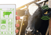 Animal husbandry start-up ensuring safe milk distribution
