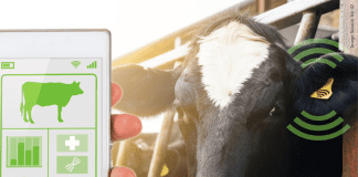 Animal husbandry start-up ensuring safe milk distribution