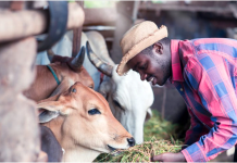 African animal feed gets funding from Bill and Melinda Gates Foundation