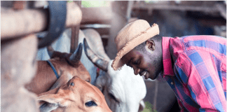 African animal feed gets funding from Bill and Melinda Gates Foundation